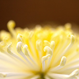 家族散骨イメージ|菊の花