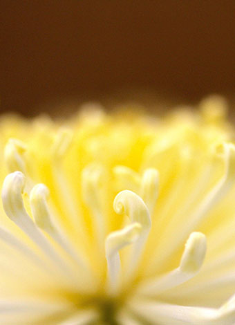 家族散骨イメージ|菊の花